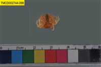 藏品(短指和尚蟹)的圖片